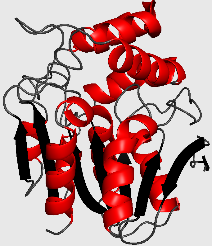 Cartoon-style three-dimensional structure of chloroperoxidase from P. fluorescens