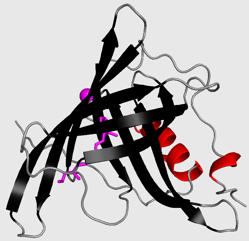 Cartoon-style three-dimensional structure of retinol-binding protein from Sus scrofa domesticus