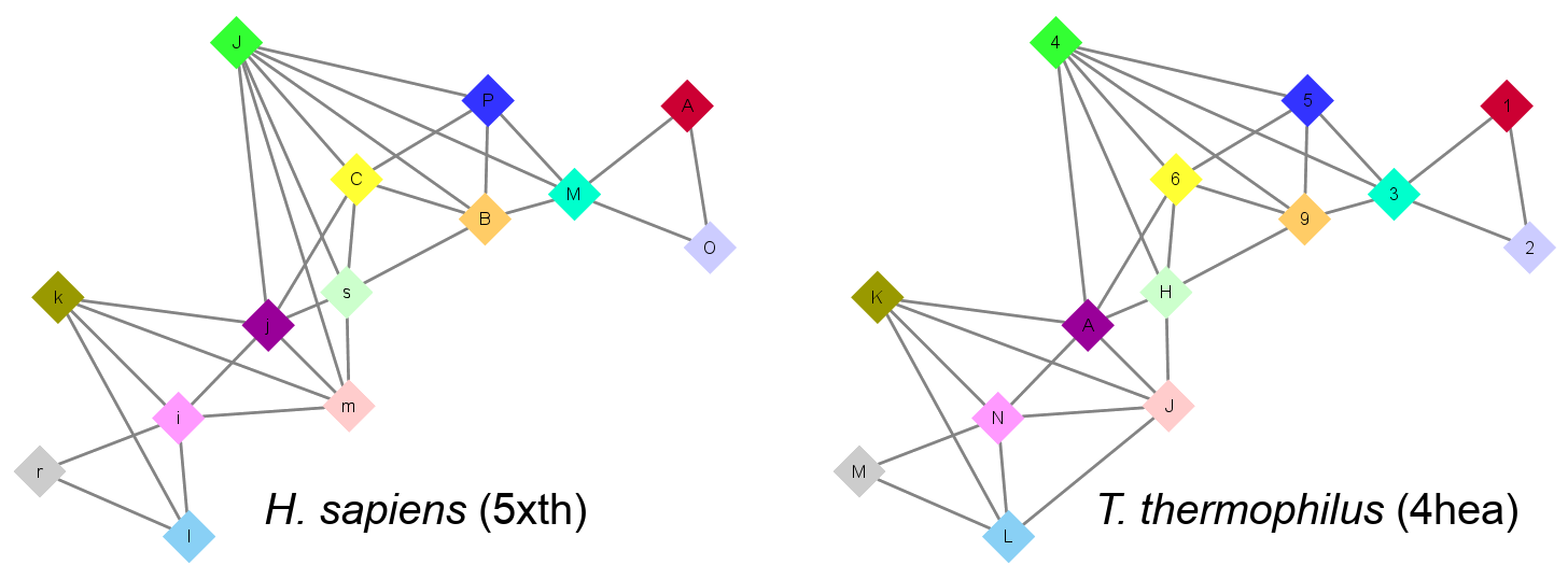Complex Graphs of central chains of respiratory complex I from H. sapiens (5xth, left) and T. thermophilus (4hea, right) rearranged and colored homologous chains identically